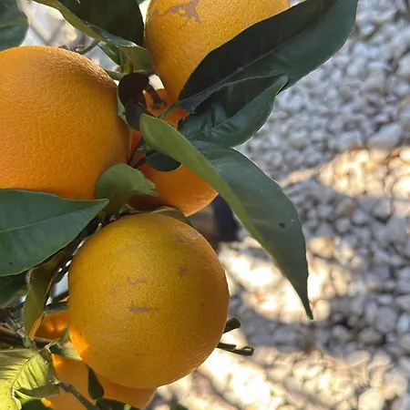 Zlatna Betina (Sibenik-Knin)