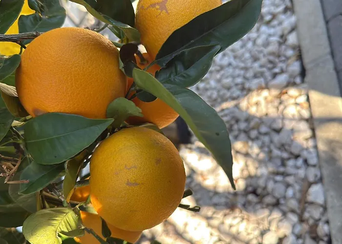 Zlatna Betina (Sibenik-Knin)